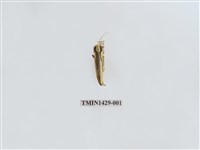 藏品(燈蛾科)的圖片